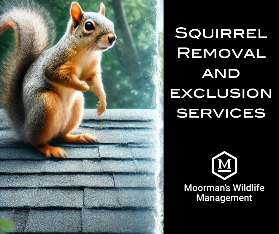 An advertisement for squirrel removal and exclusion services