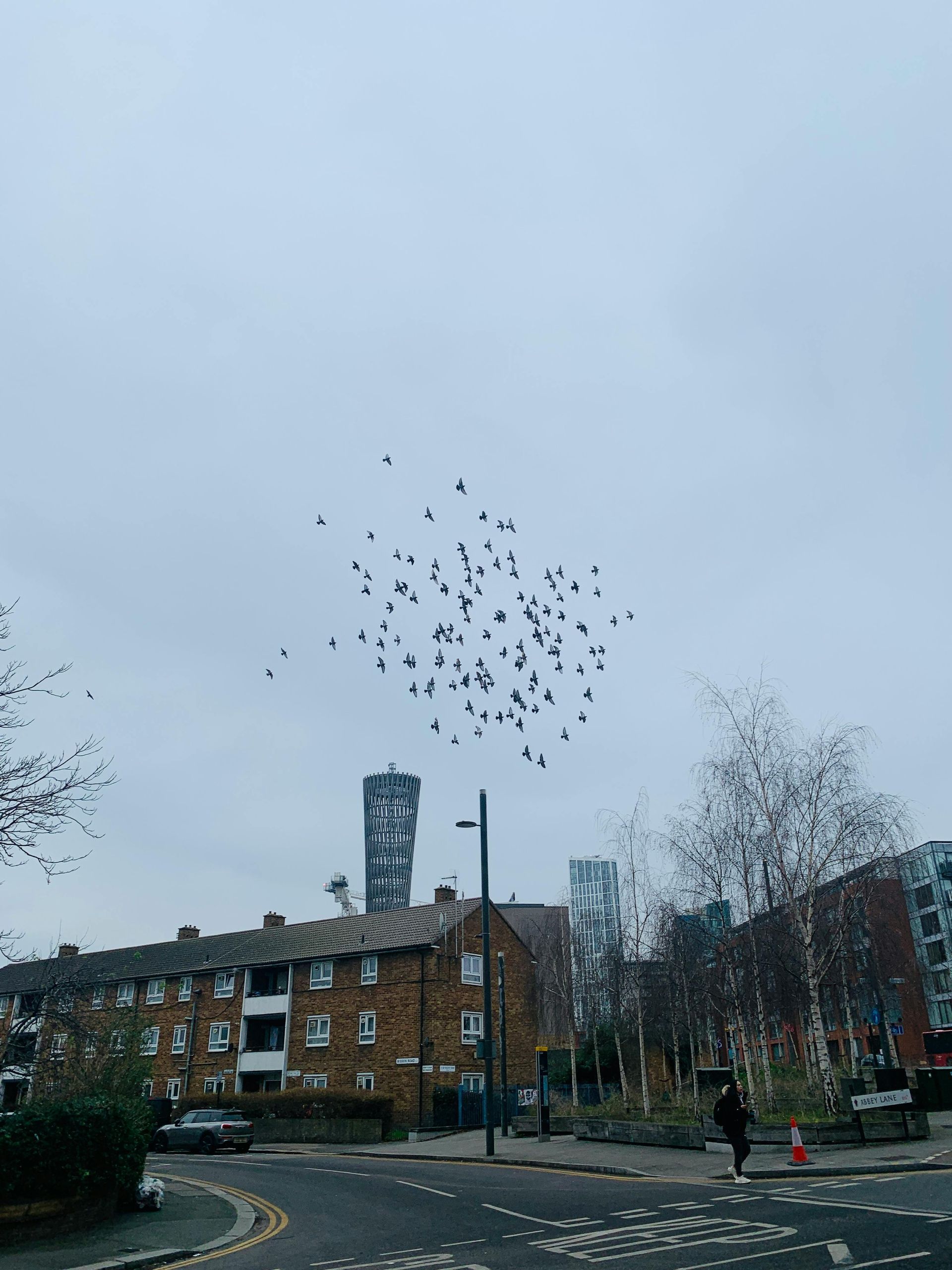 A flock of birds flying over a city street