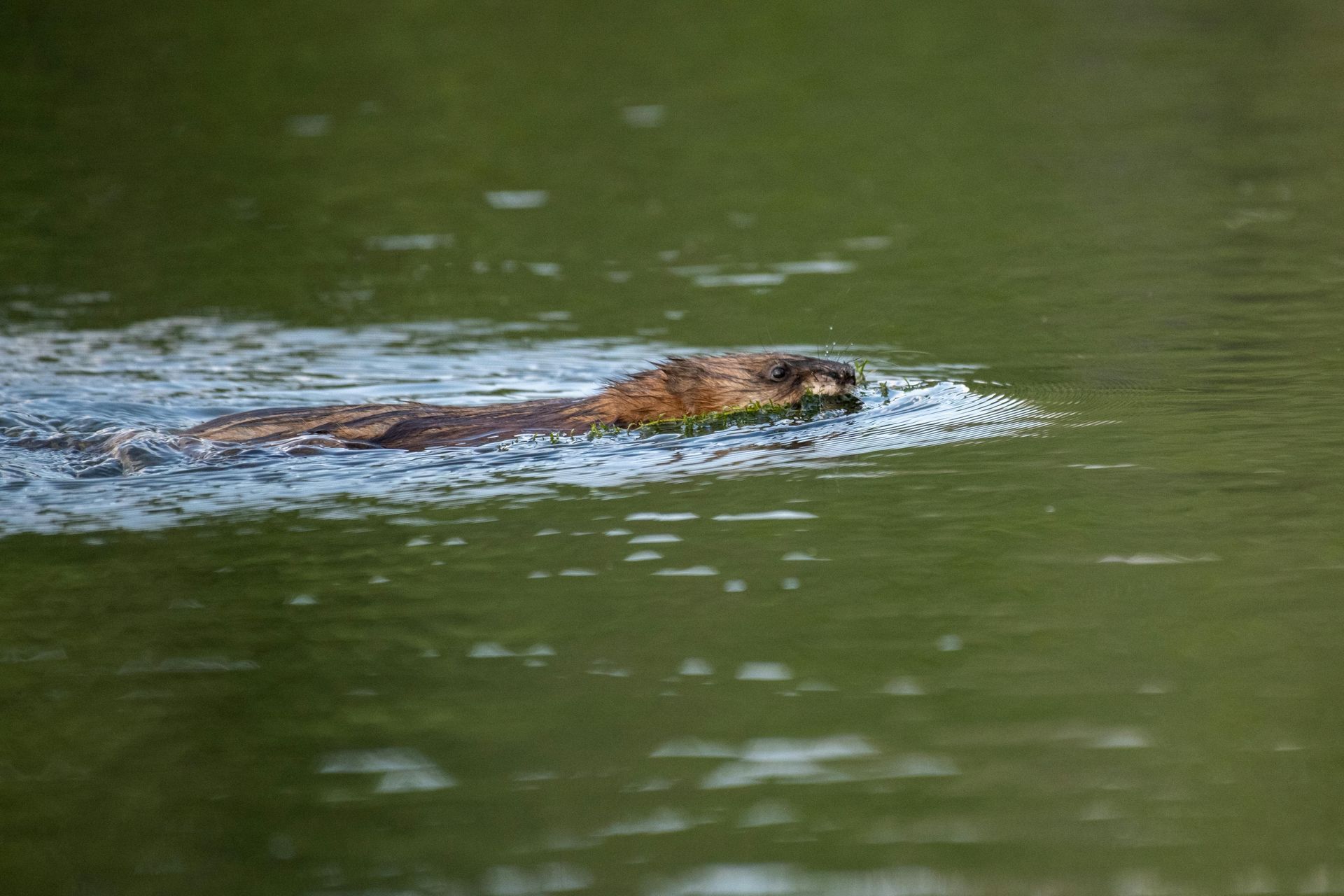 A beaver is swimming in a lake with a fish in its mouth.