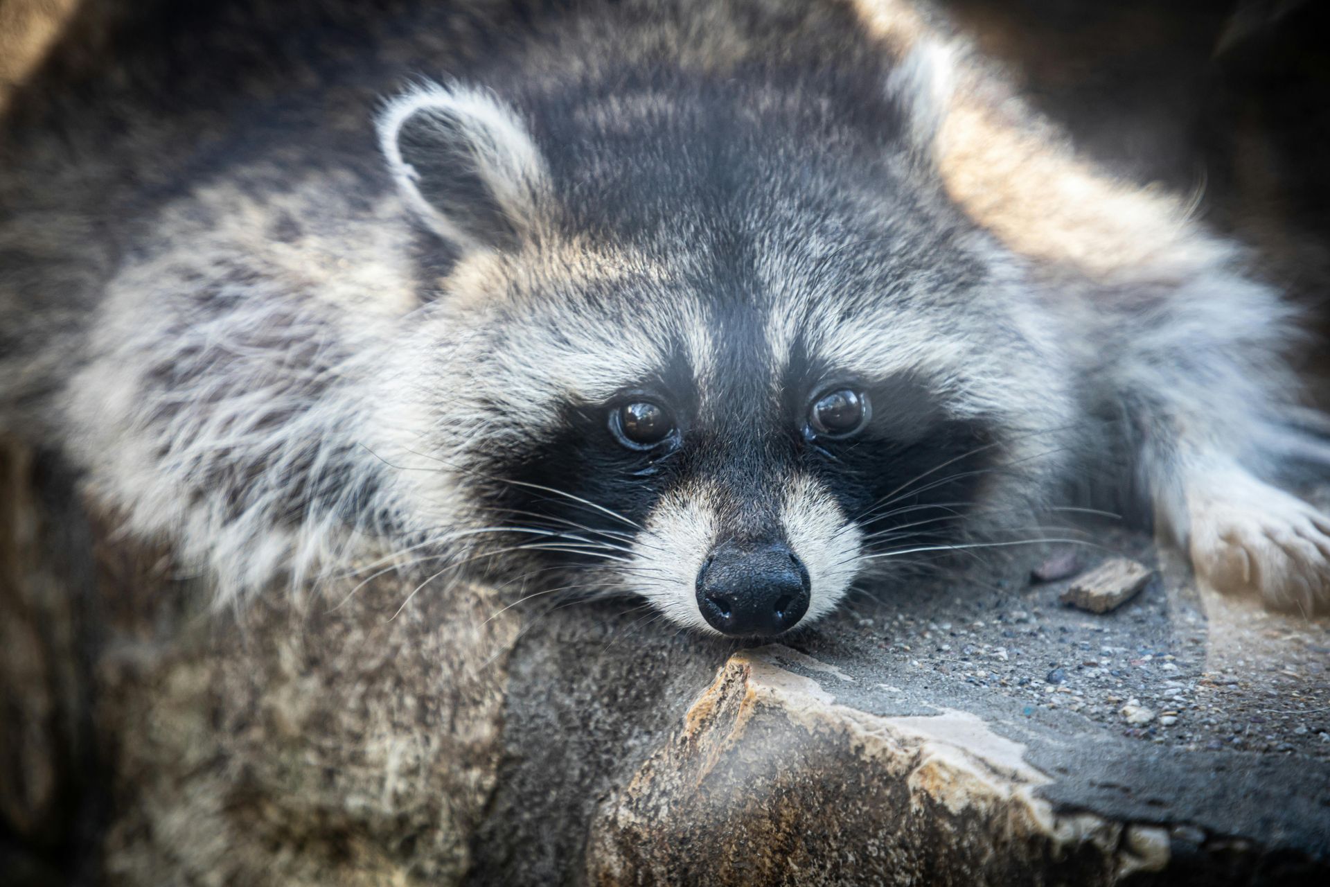 A raccoon is laying on a rock and looking at the camera.