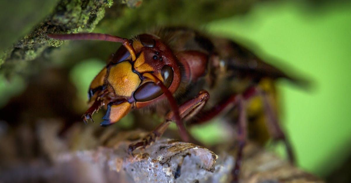 A close up of a wasp sitting on a branch.