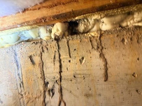 Professional Pest Control in Roanoke, VA: Protect Your Home from Pests ...