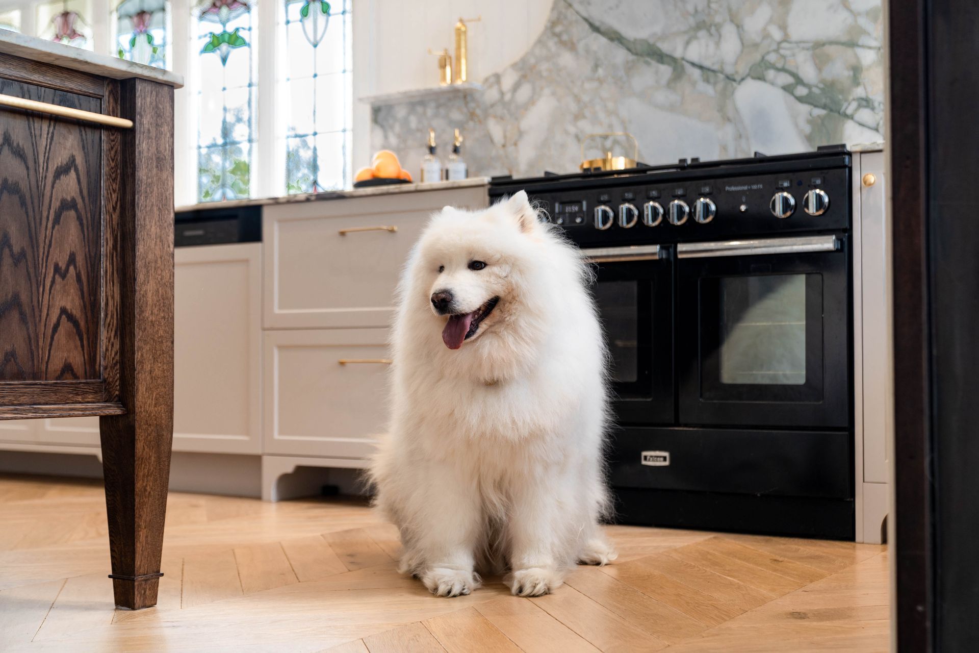 A Fluffy White Samoyed Dog Sits on a Light Wooden Floor in a Modern Kitchen — Elite Stone in Tweed Heads South, NSW