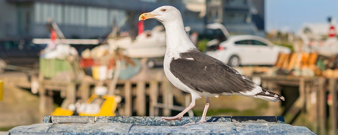 Seagull stood on a table