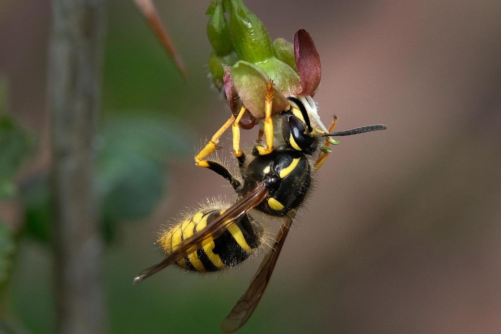 Wasp eating fruit
