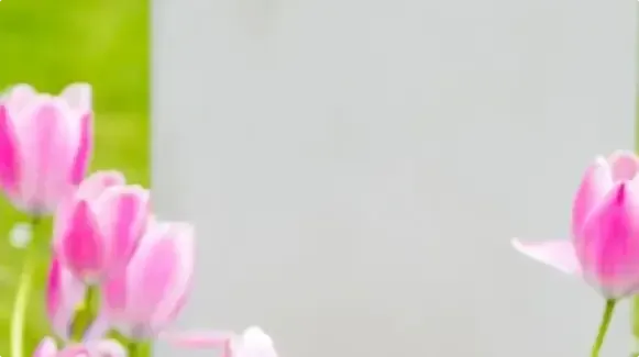 Pink tulips against a soft gray background