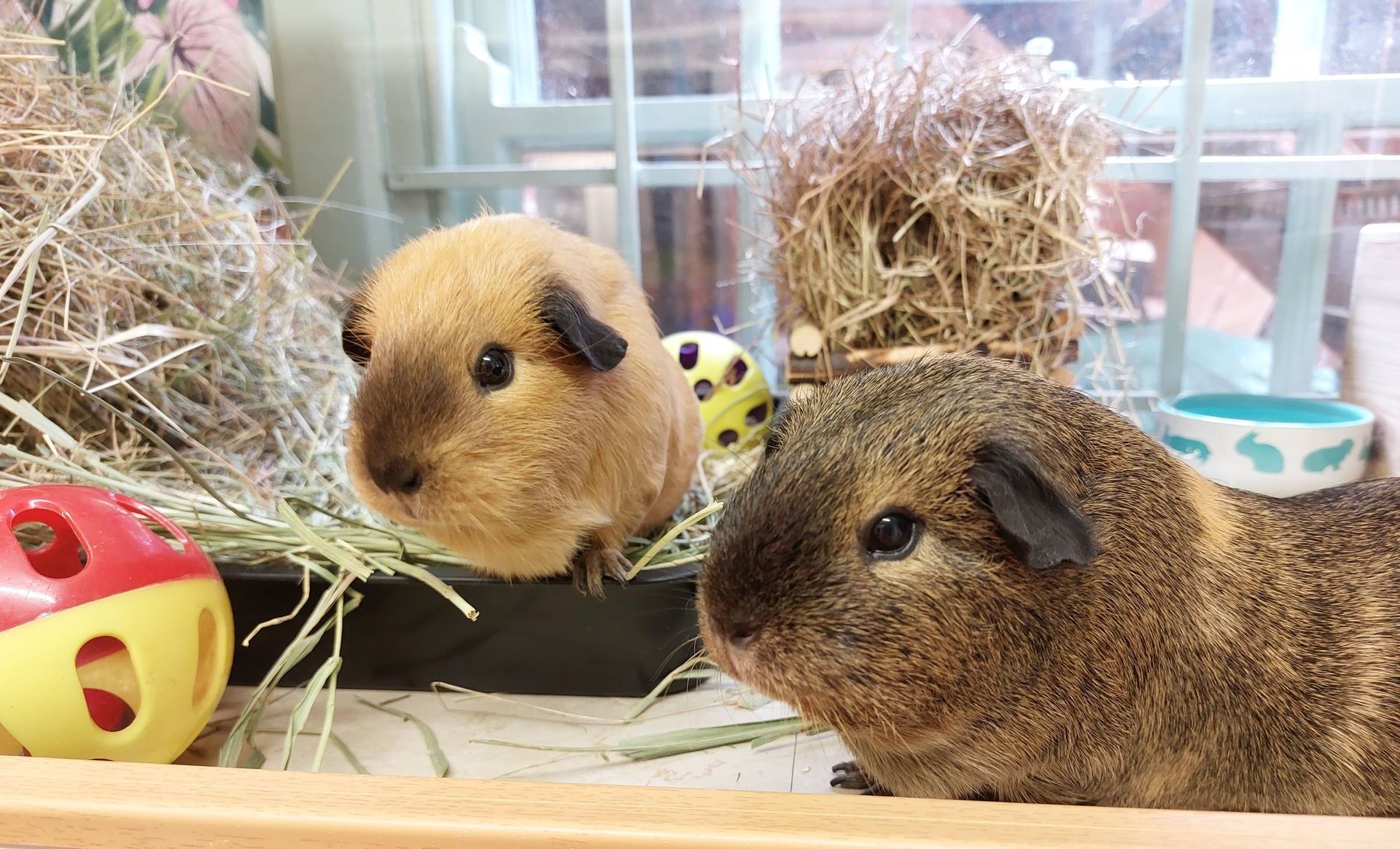 Guinea pigs on holiday. Boarding Hotel.