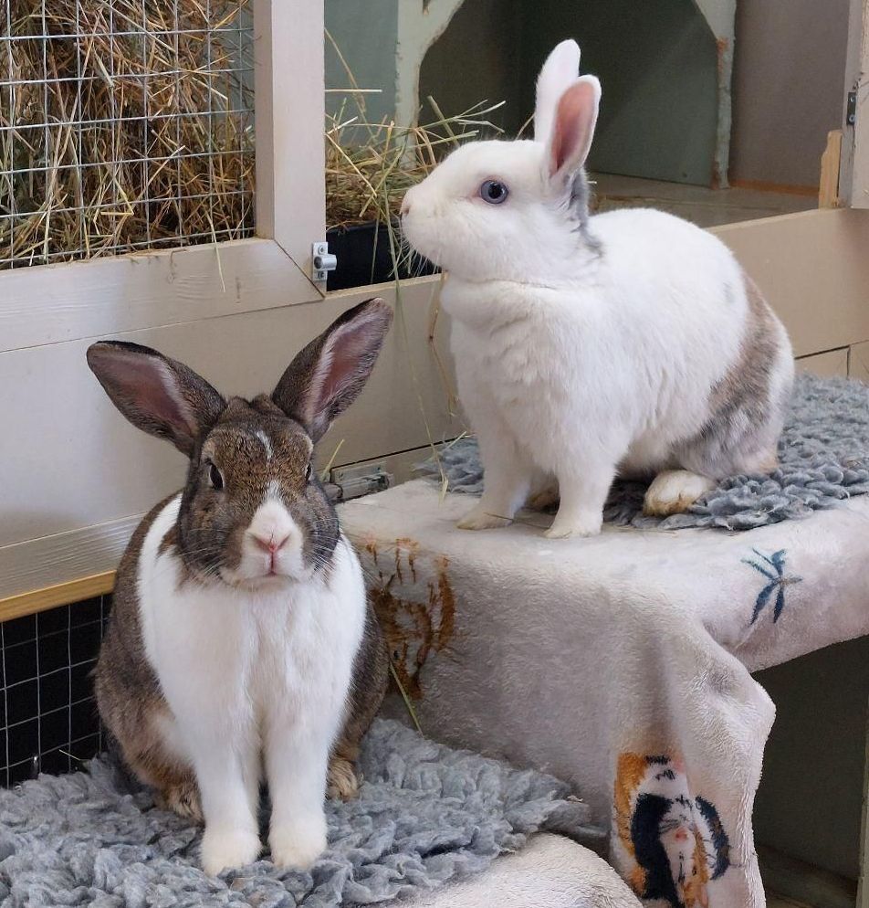 Rabbit boarding hotel