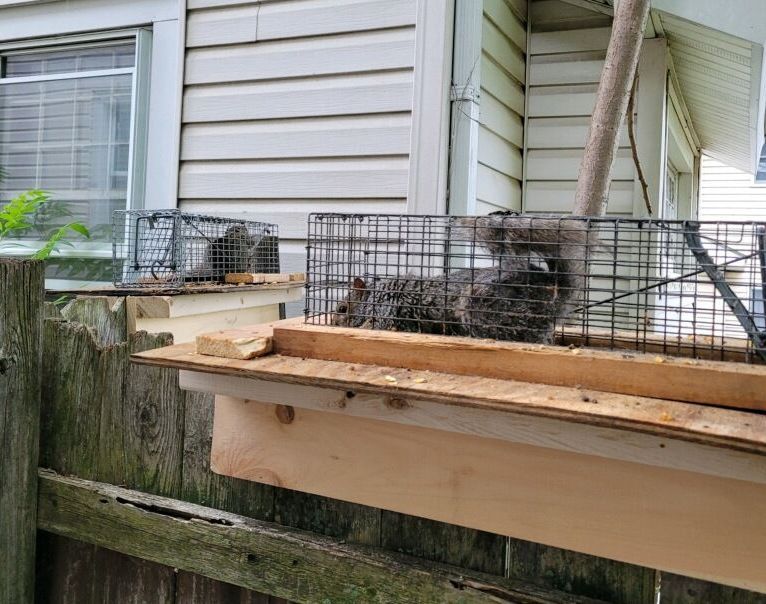 Two squirrels are in a cage on a wooden ledge.