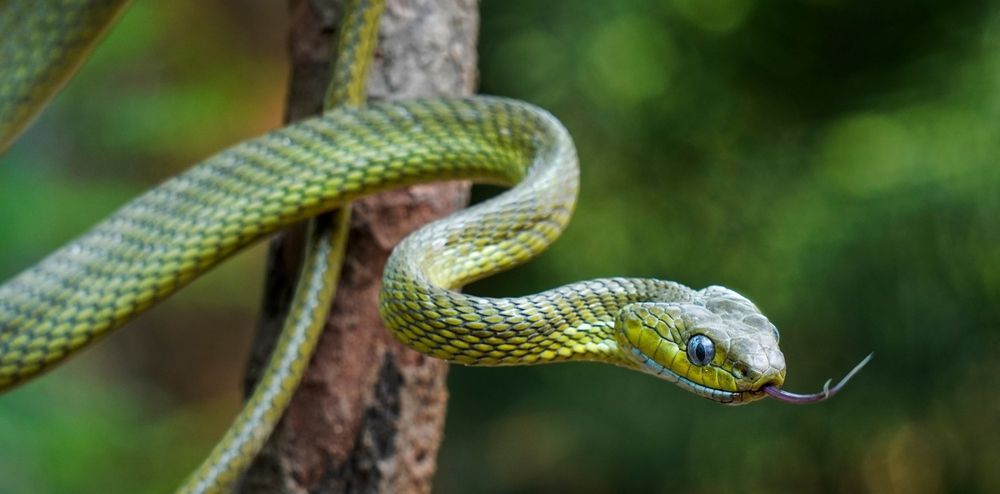 A green snake is sticking its tongue out on a tree branch.