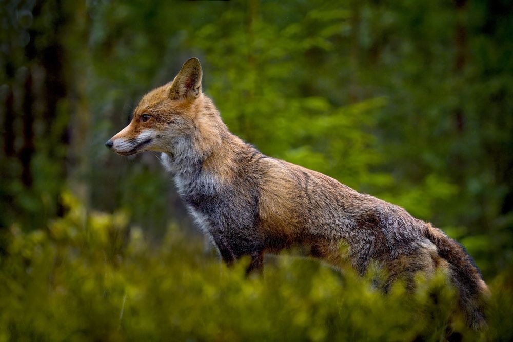 A red fox is standing in the grass in the woods.