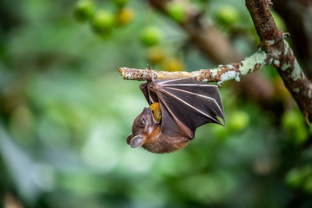 A bat is hanging upside down from a tree branch.