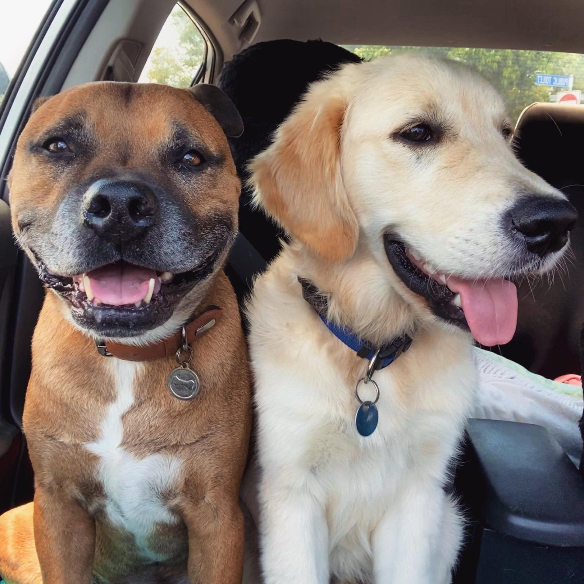 Two Dogs Inside The Car — Animal Health Care in Grafton, NSW