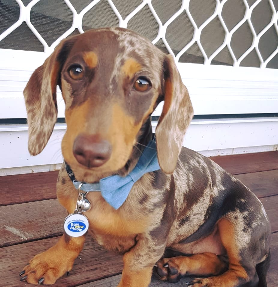 Dachshund Puppy - Grafton Veterinary Clinic