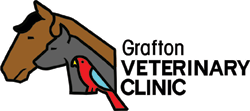 Grafton Veterinary Clinic Provides Health Checks & Microchipping
