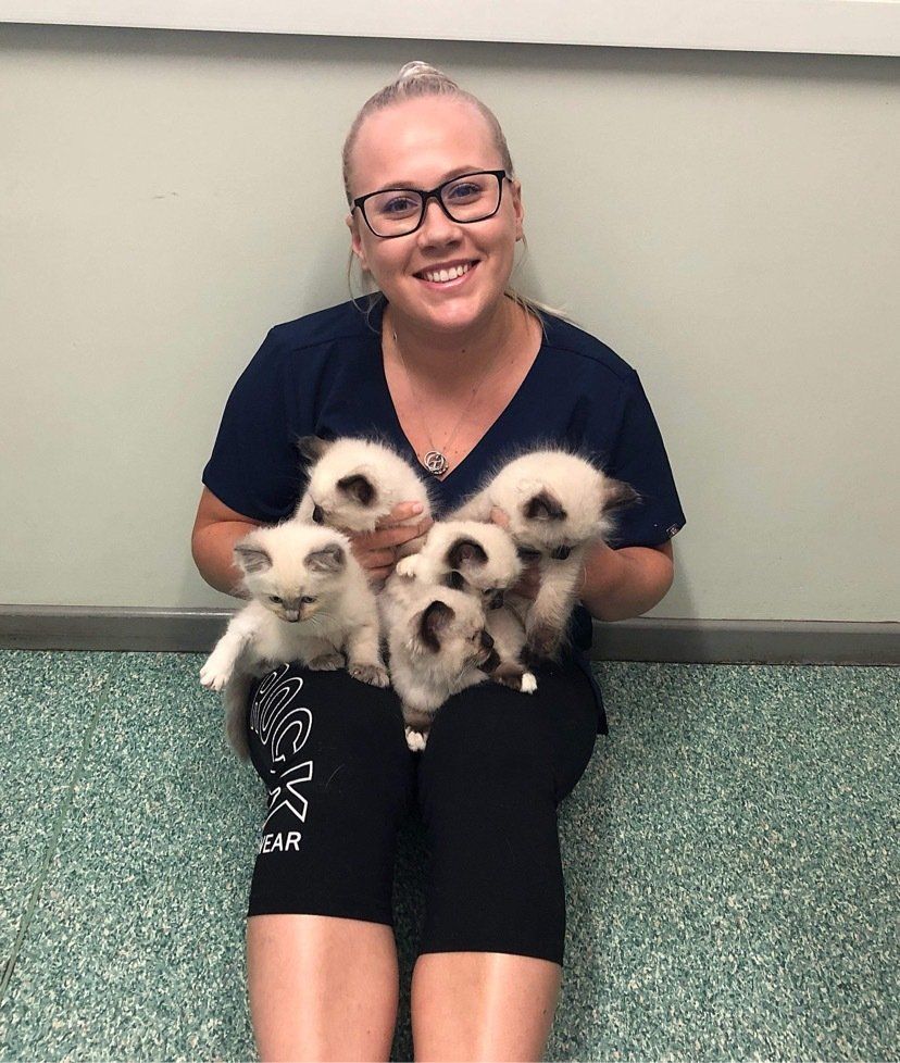 Vet nurse with kittens - Grafton Vet