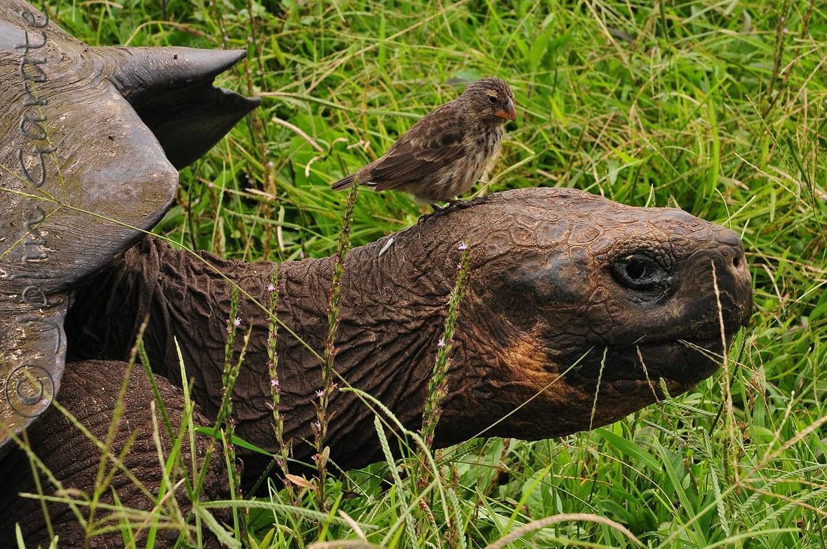A small bird perched on top of a turtle 's head