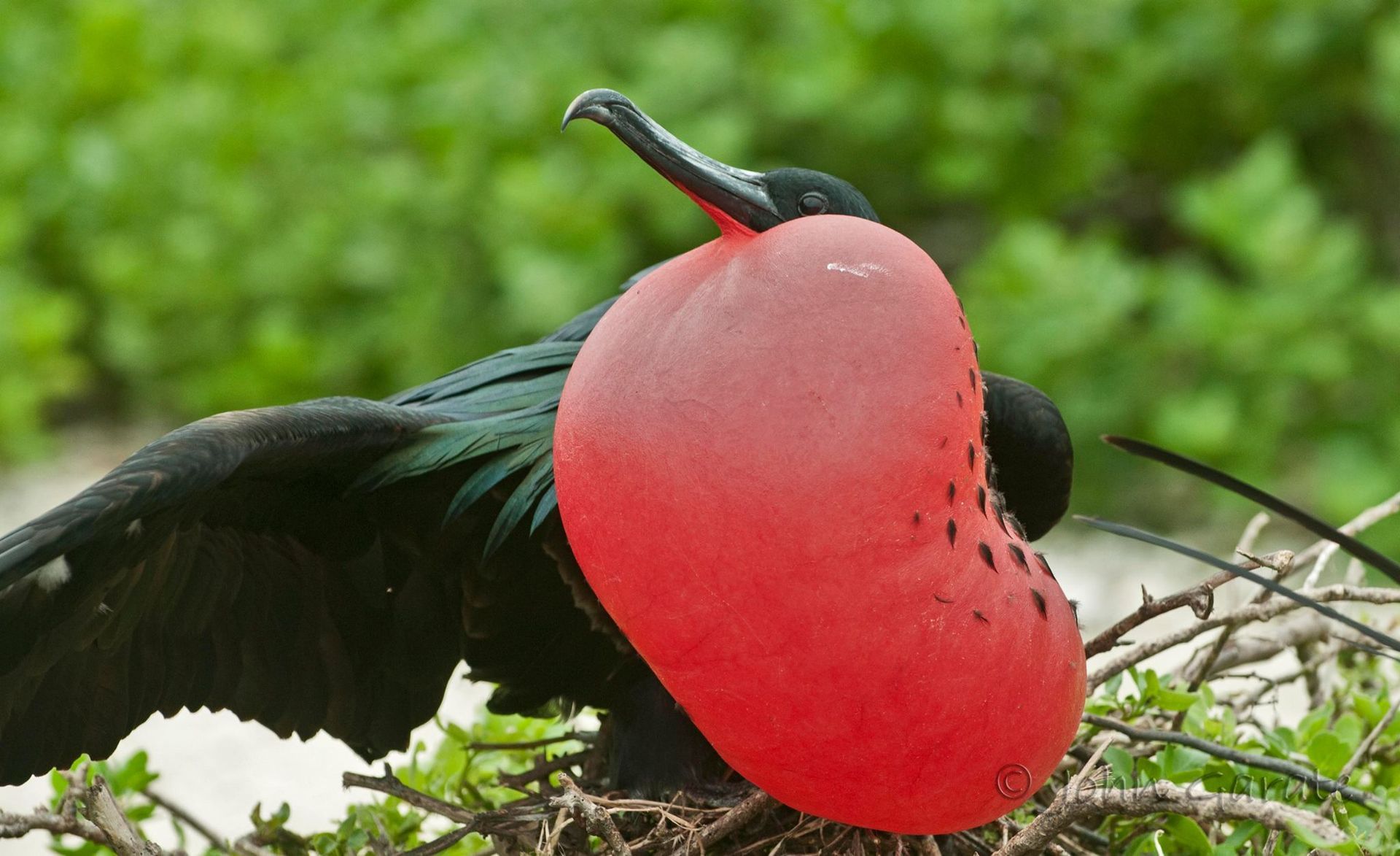 A black bird with a red beak is sitting in a nest