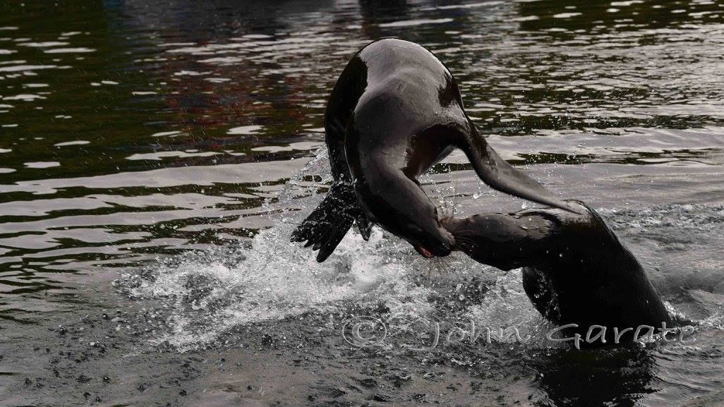 A dolphin is jumping out of a body of water