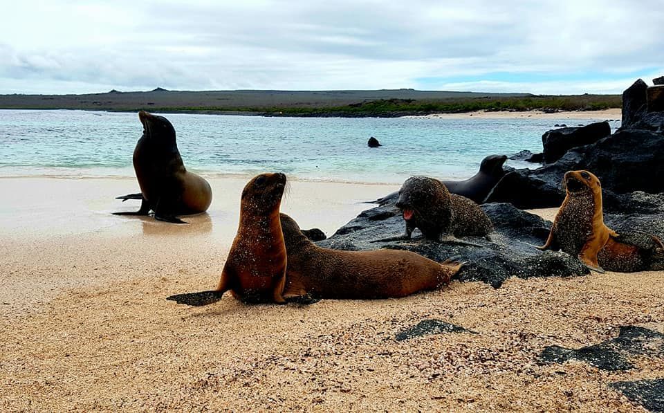 Galapagos Sea Lions on a Galapagos