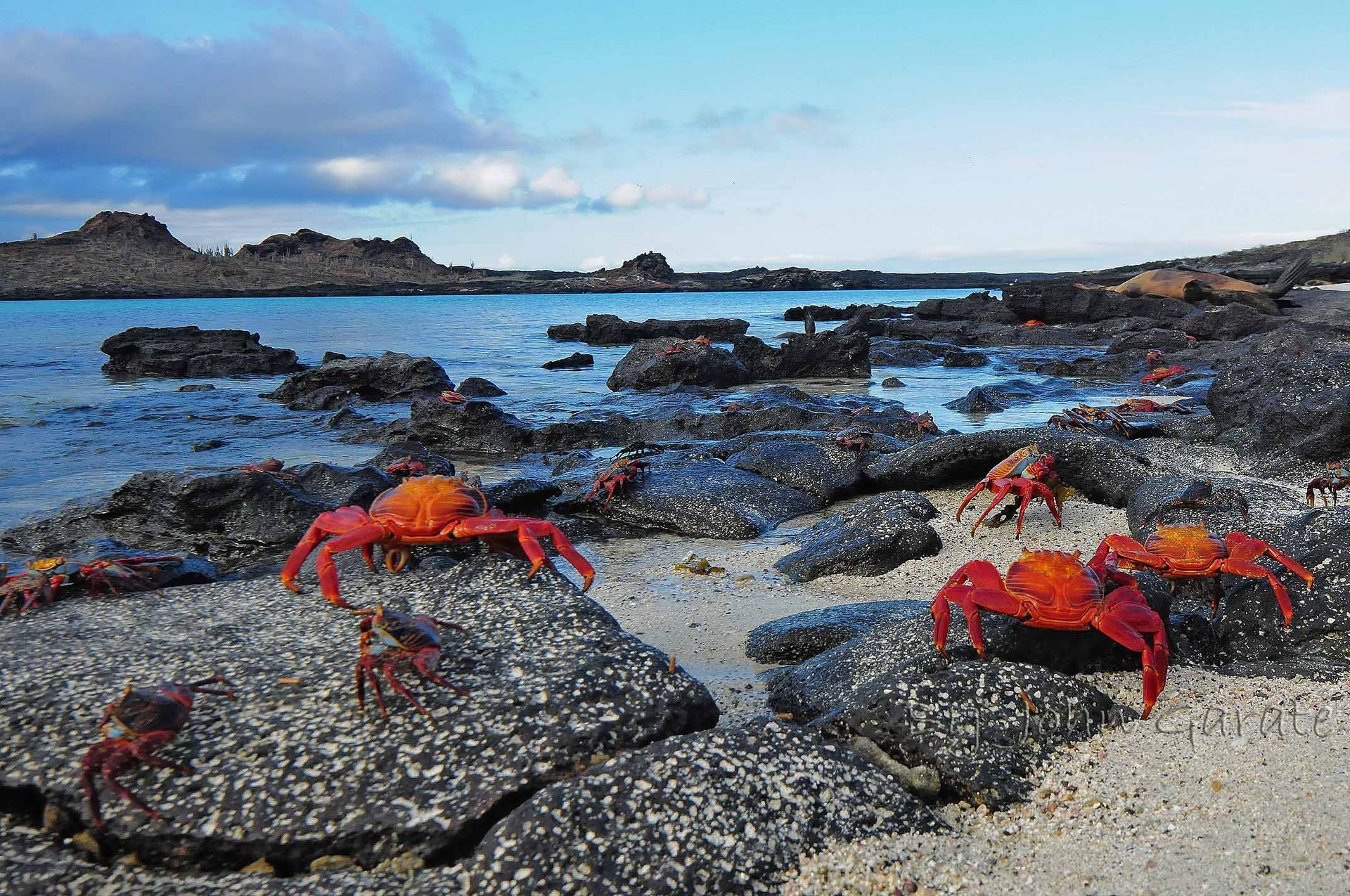 Crabs are crawling on the rocks near the water