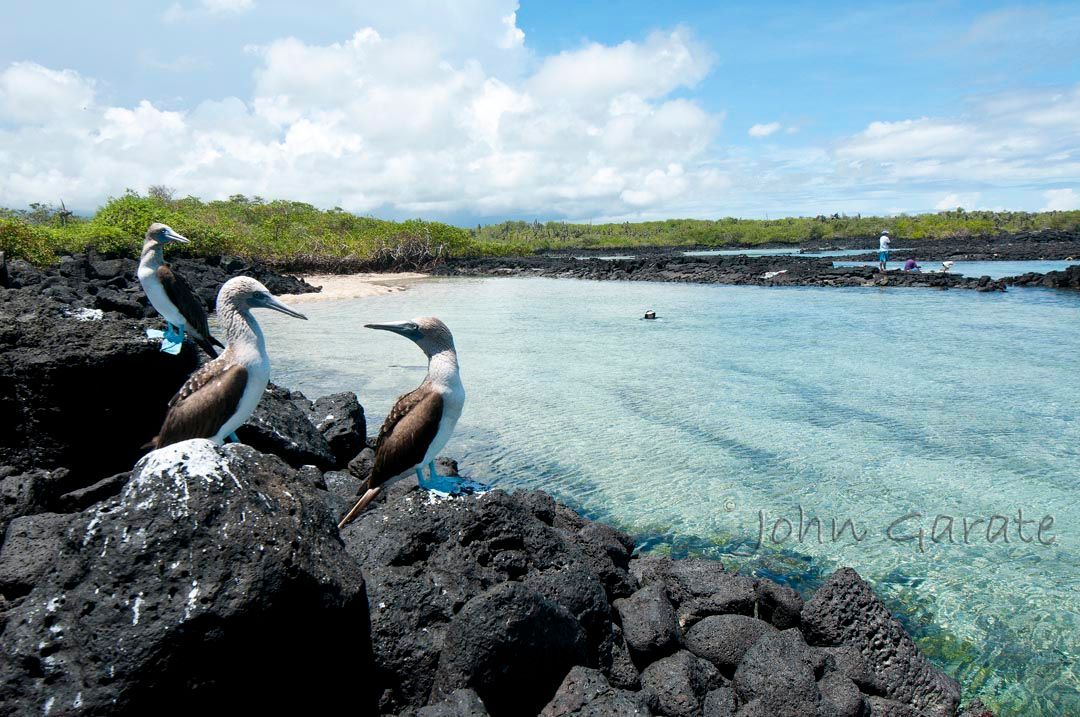 Two birds are sitting on a rock near the water.