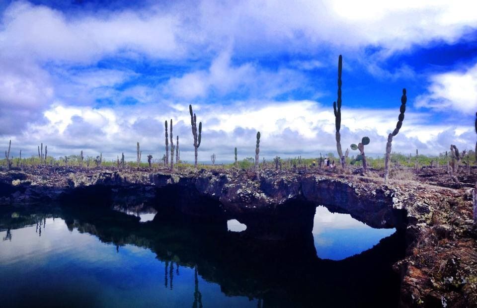 A bridge over a body of water with cactus in the background