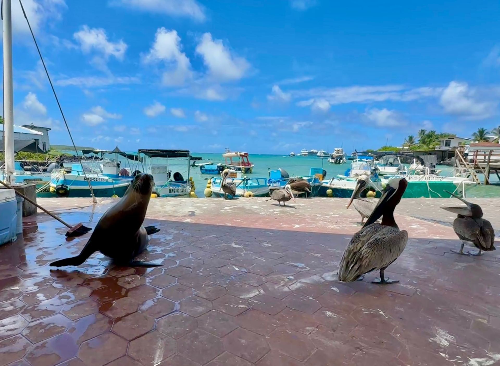Galapagos Sea Lion and Pelicans at the Fisherman's Dock on Santa Cruz Galapagos