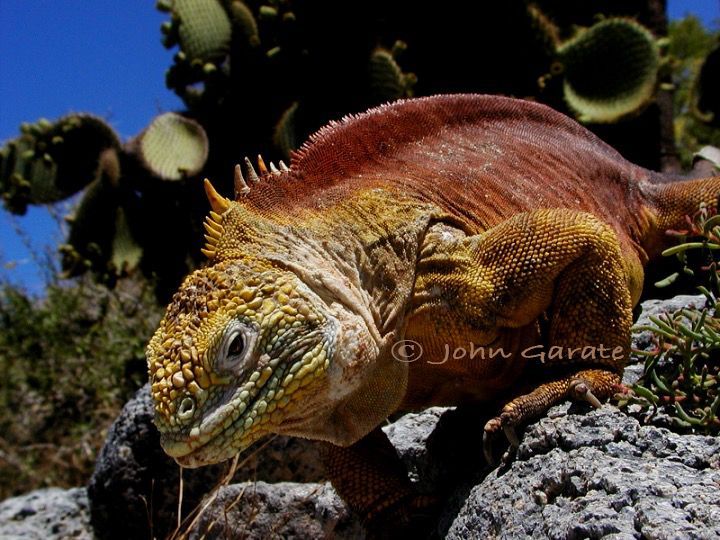 A lizard is sitting on a rock with a cactus in the background ..