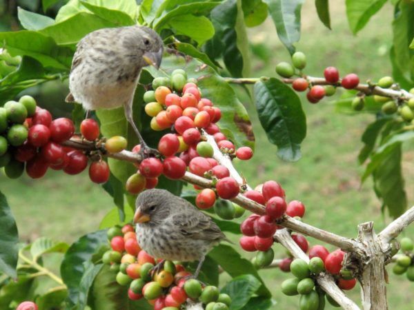 Two birds perched on a branch of a coffee tree