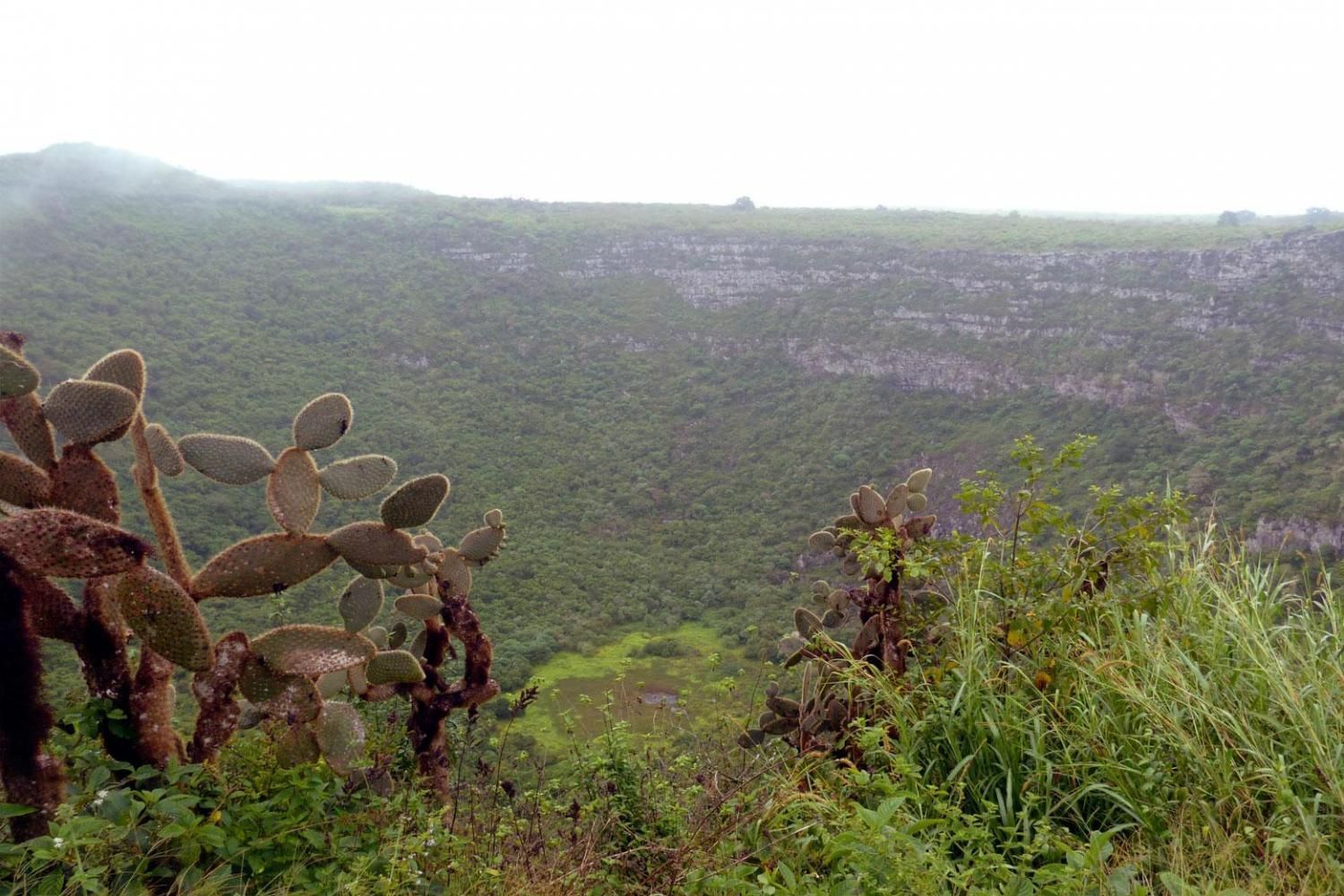 A cactus is growing on top of a hill with a view of a valley.