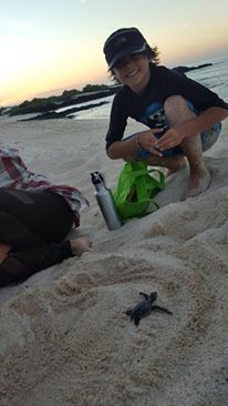A child crouches on a sandy beach watching a baby sea turtle. A water bottle and a green bag are nearby.