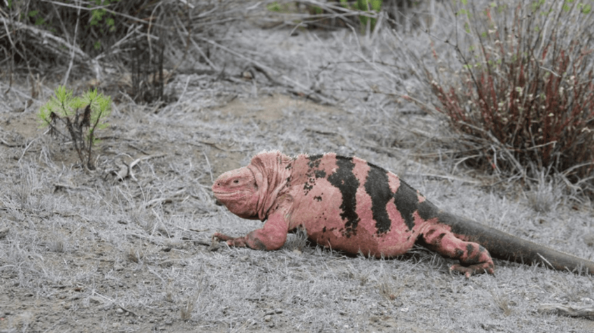 A pink and black lizard is crawling on the ground.