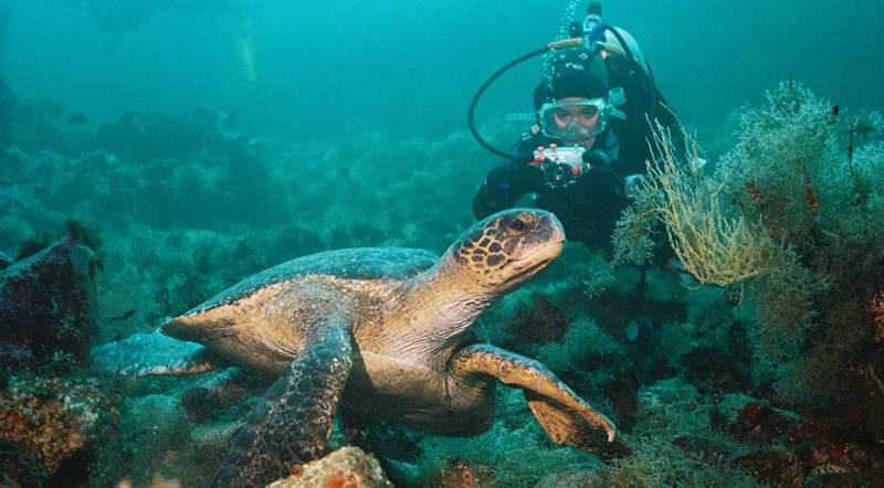 A scuba diver is taking a picture of a sea turtle on a coral reef.