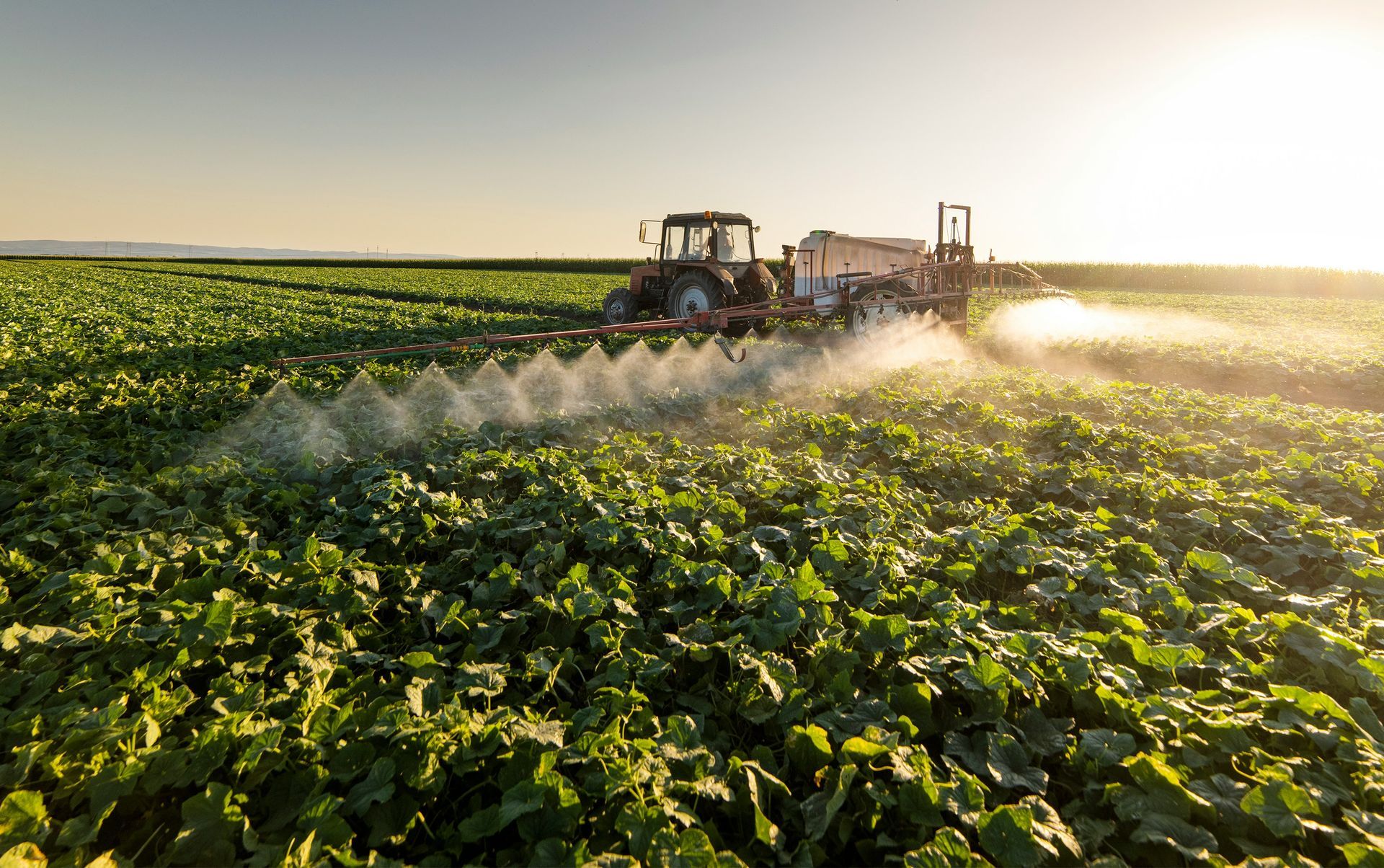 A tractor is spraying a field of lettuce with a sprayer.