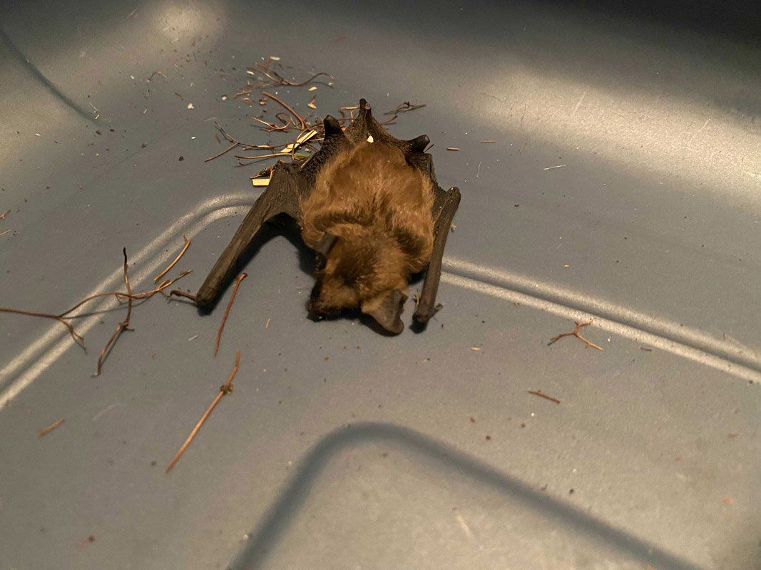 1 Professional Bat Removal Service in Chappaqua, NY