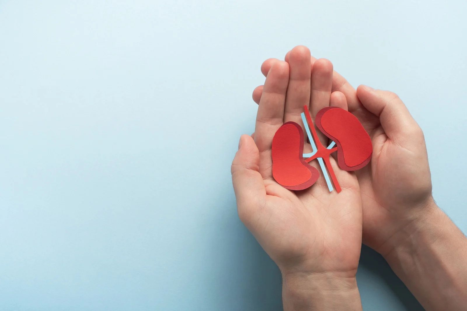 Hands holding a red paper kidney model on a light blue background.