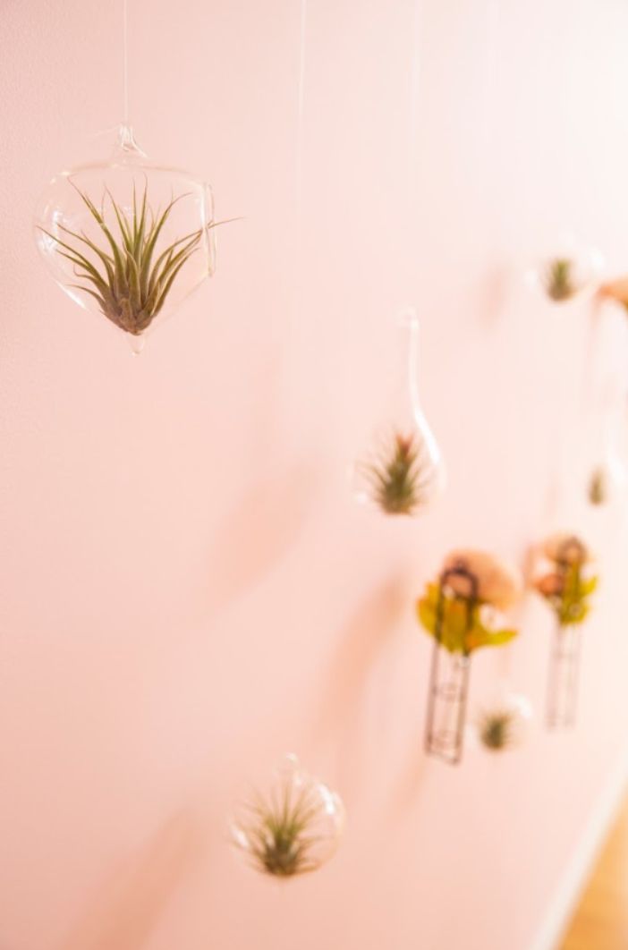 A bunch of air plants hanging from a pink wall.
