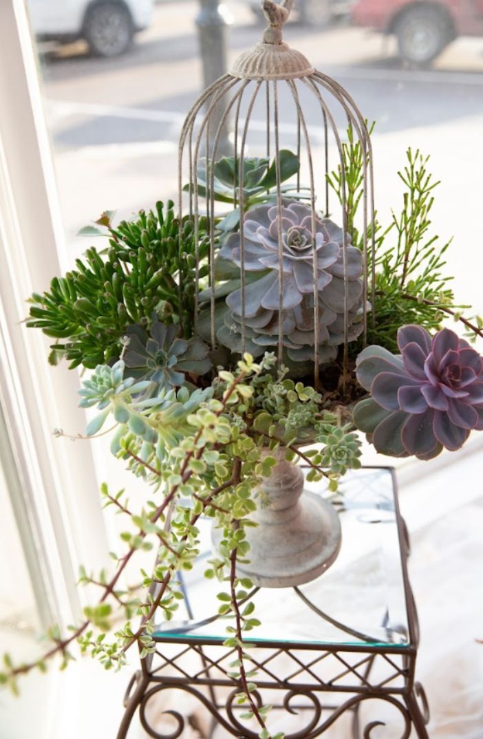 A bird cage filled with succulents is on a table in front of a window.