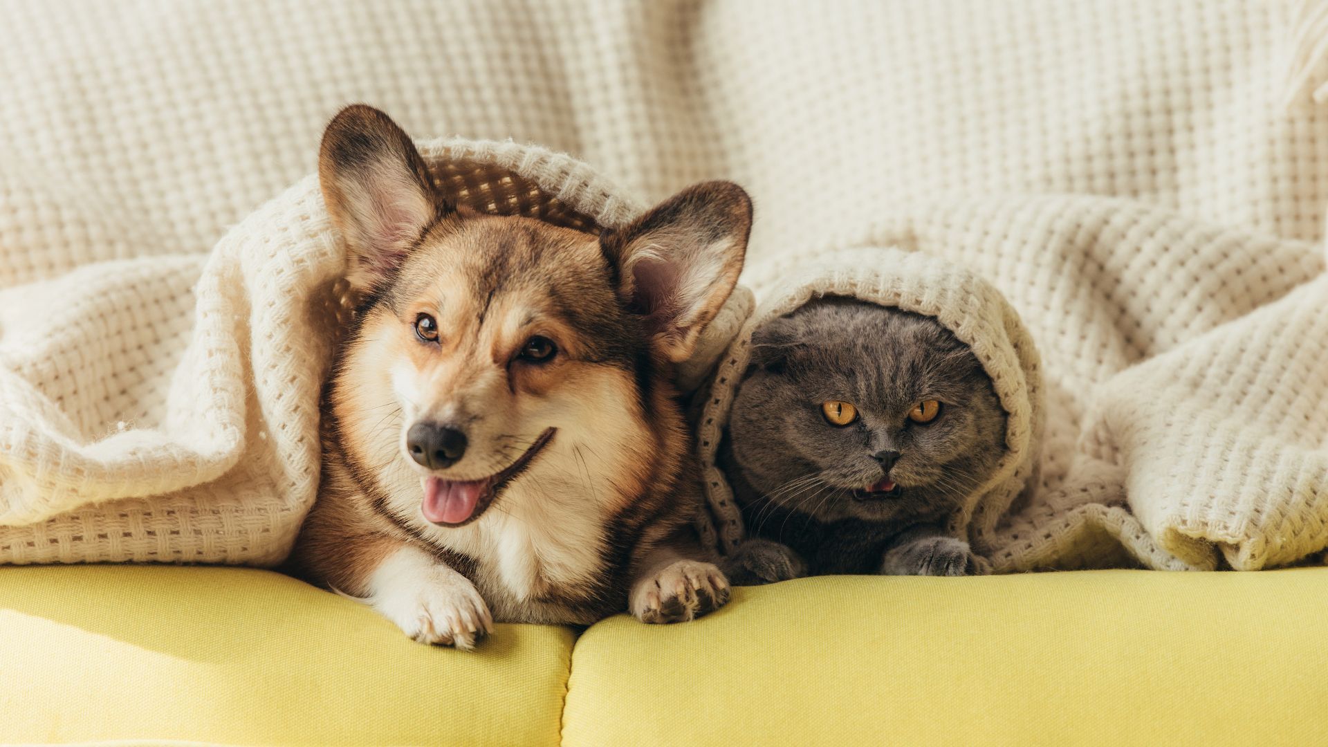 hardwood floor cleaning with pet odor treatment spokane