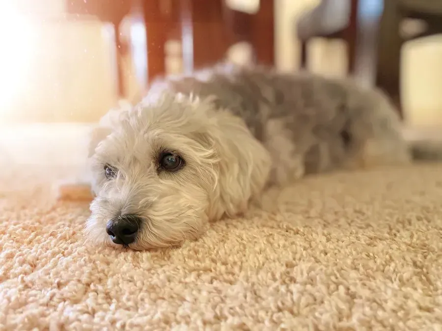 A small white dog is laying on a carpet in a living room.