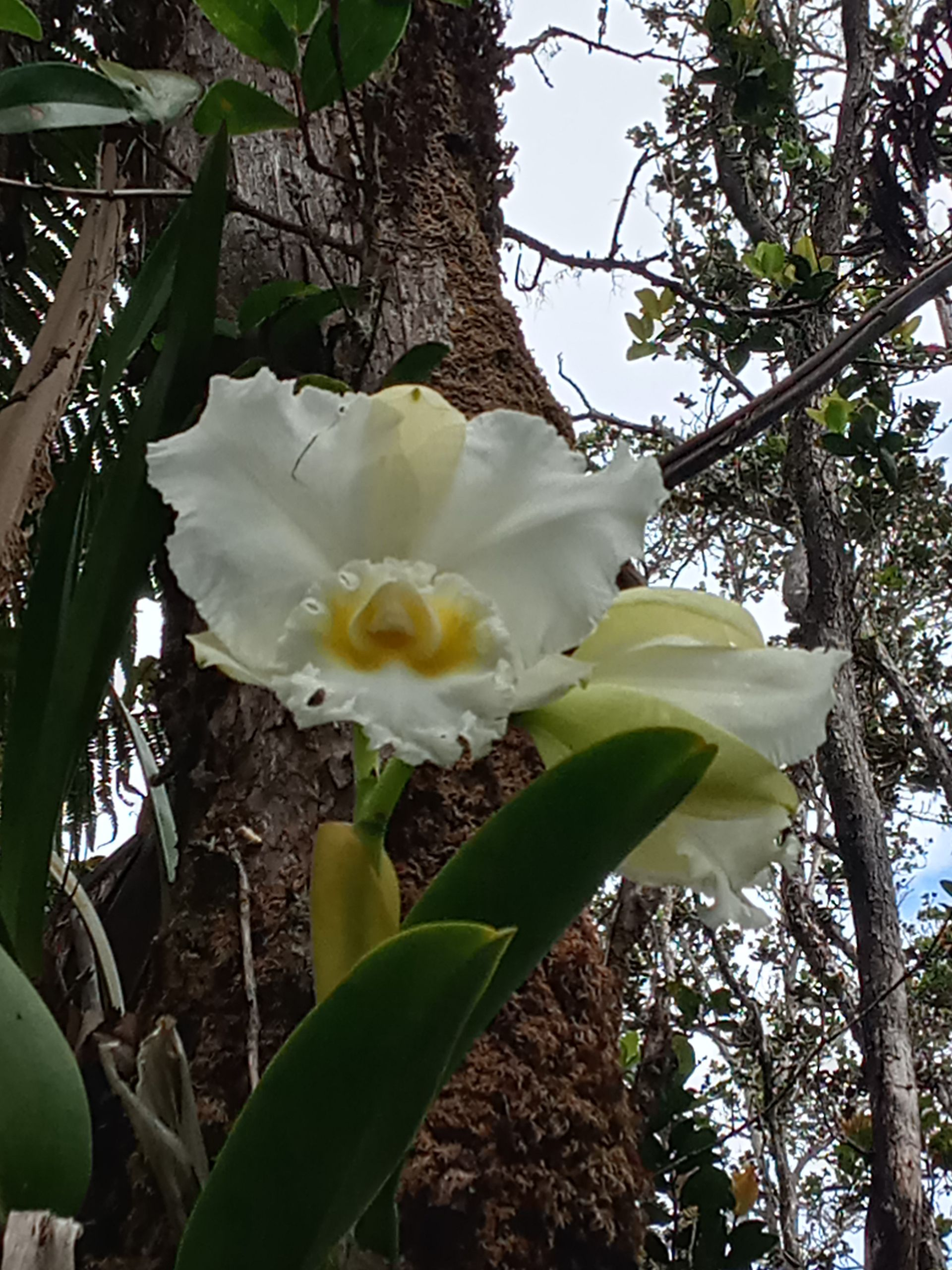 White orchid with yellow center blooms on tree trunk, green leaves around.