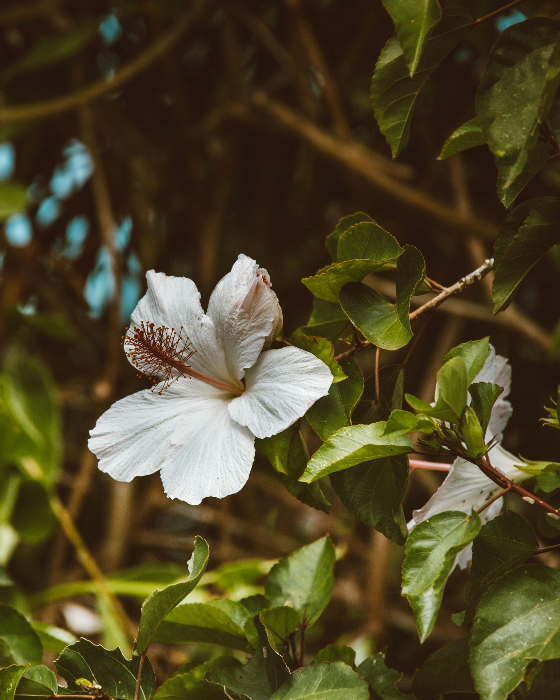 White hibiscus flower with red stamens, surrounded by green leaves and branches.