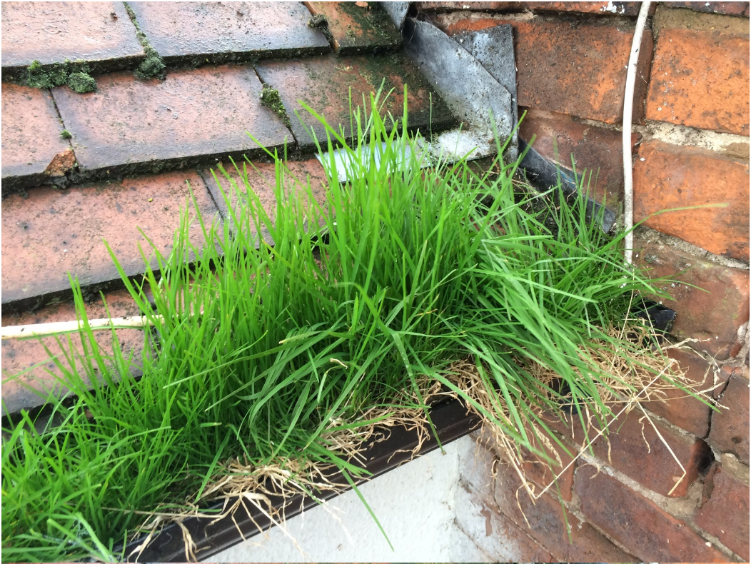 gutter cleaning stafford