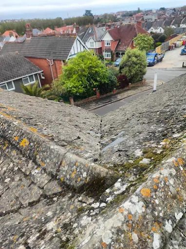 Moss on the roof of a residential building.
