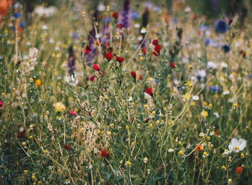 There are many different types of flowers in this field.