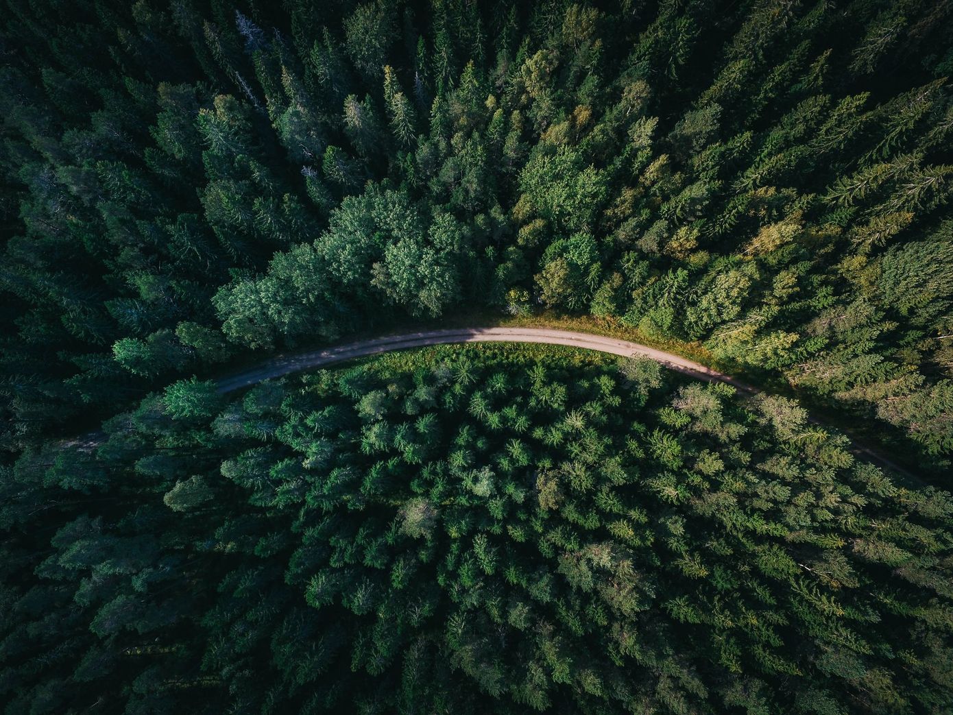 Ein Weg, der durch einen Wald führt aus der Luft fotografiert