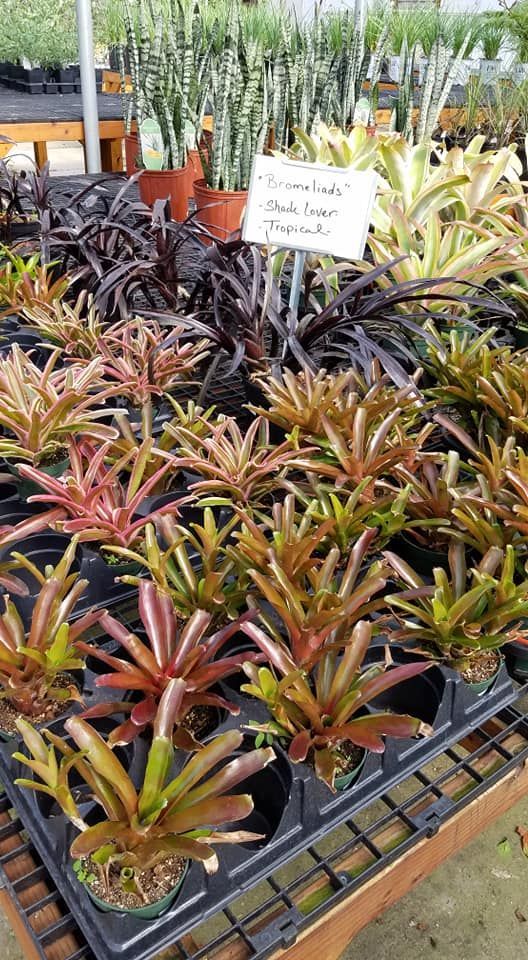 tropical plants and succulents