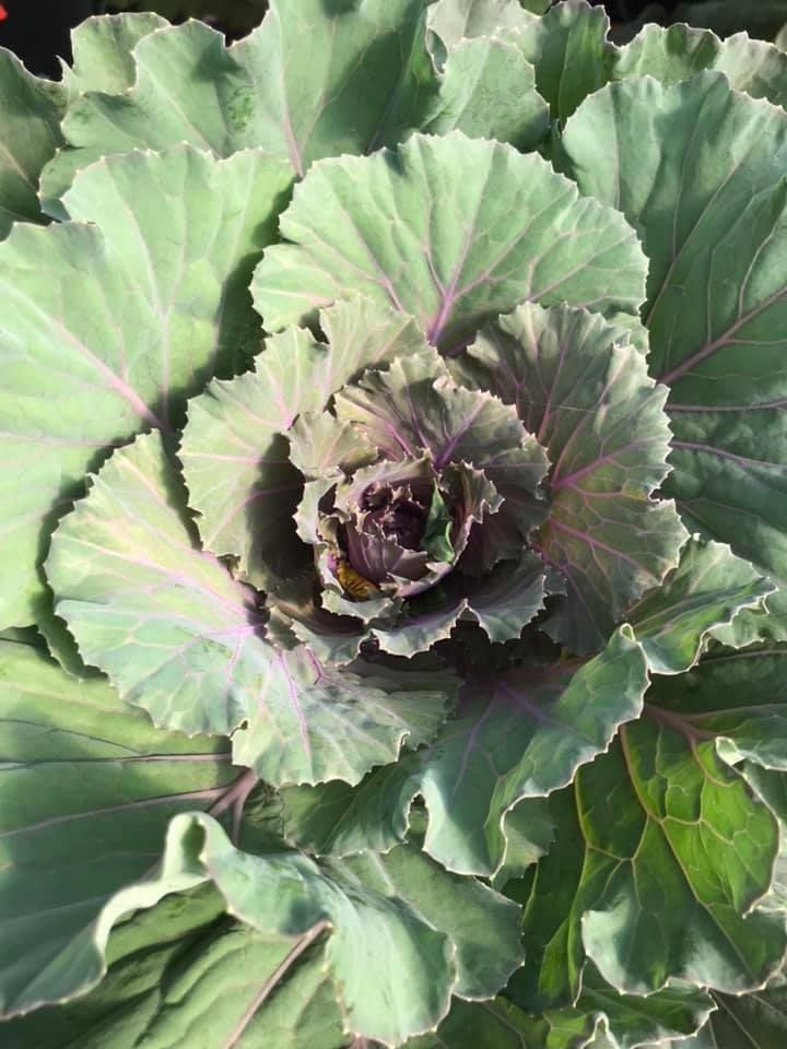vegetable starters and seeds