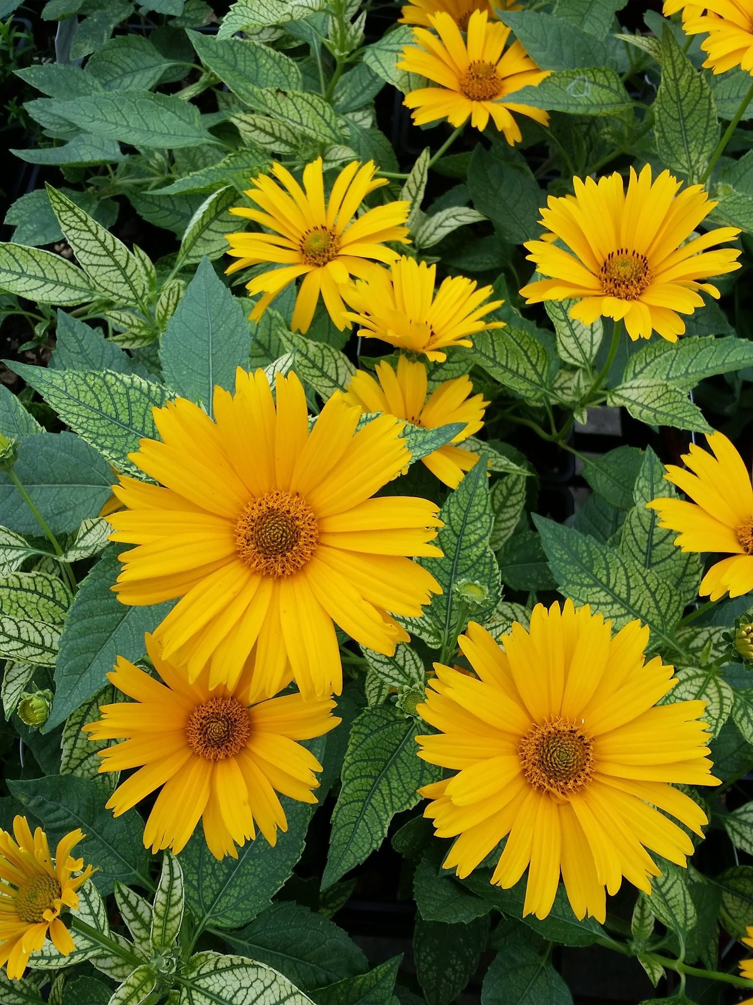 perennial and annuals